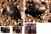 Onthophagus sp.